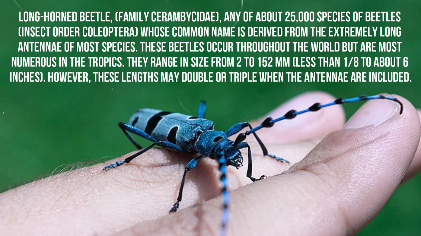 Long horned Alpine beetle Part 1 - The body